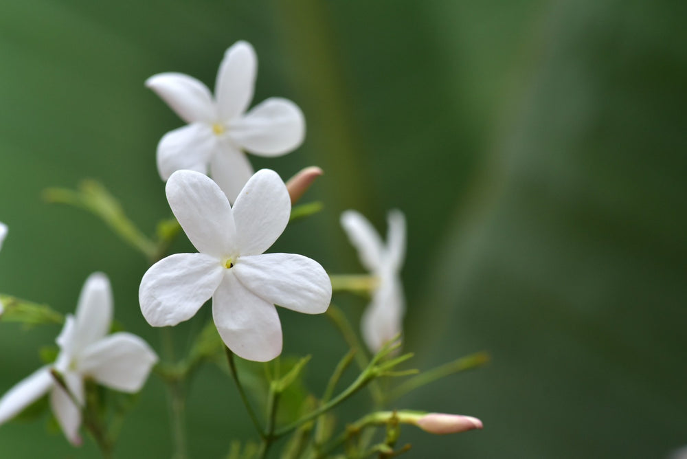 Jasmin