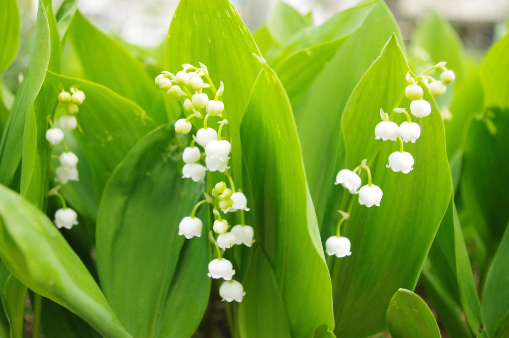 Muguet
